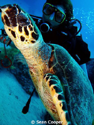 Hawksbill&diver by Sean Cooper 